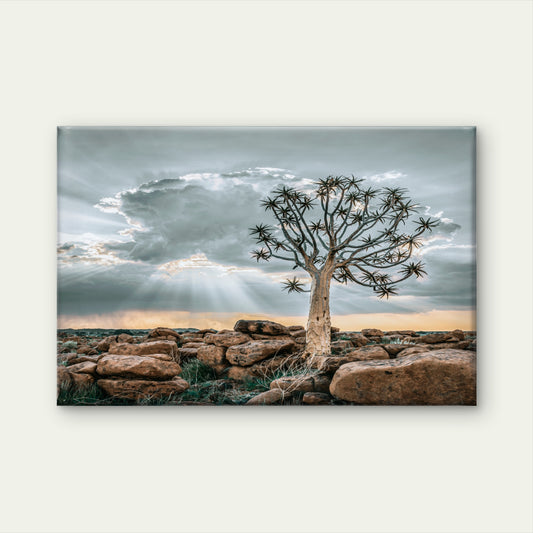 Quiver Tree at Striking Sunset Desert Keetmanshoop Namibia Wall Art Decor 100% Australian Made