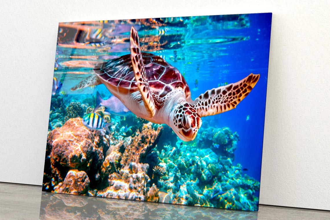 Turtle Swimming in The Ocean with Fish Acrylic Glass Print Tempered Glass Wall Art 100% Made in Australia Ready to Hang