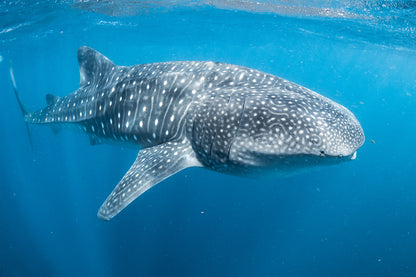 Ningaloo Reef Western Australia Whale Shark Wall Art Decor 100% Australian Made