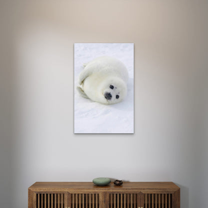 Baby Harp Seal Arctic 60x90cm Metal Print Ready to Hang