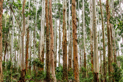 Brazilian Forest Eucalyptus Trees Wall Art Decor 100% Australian Made