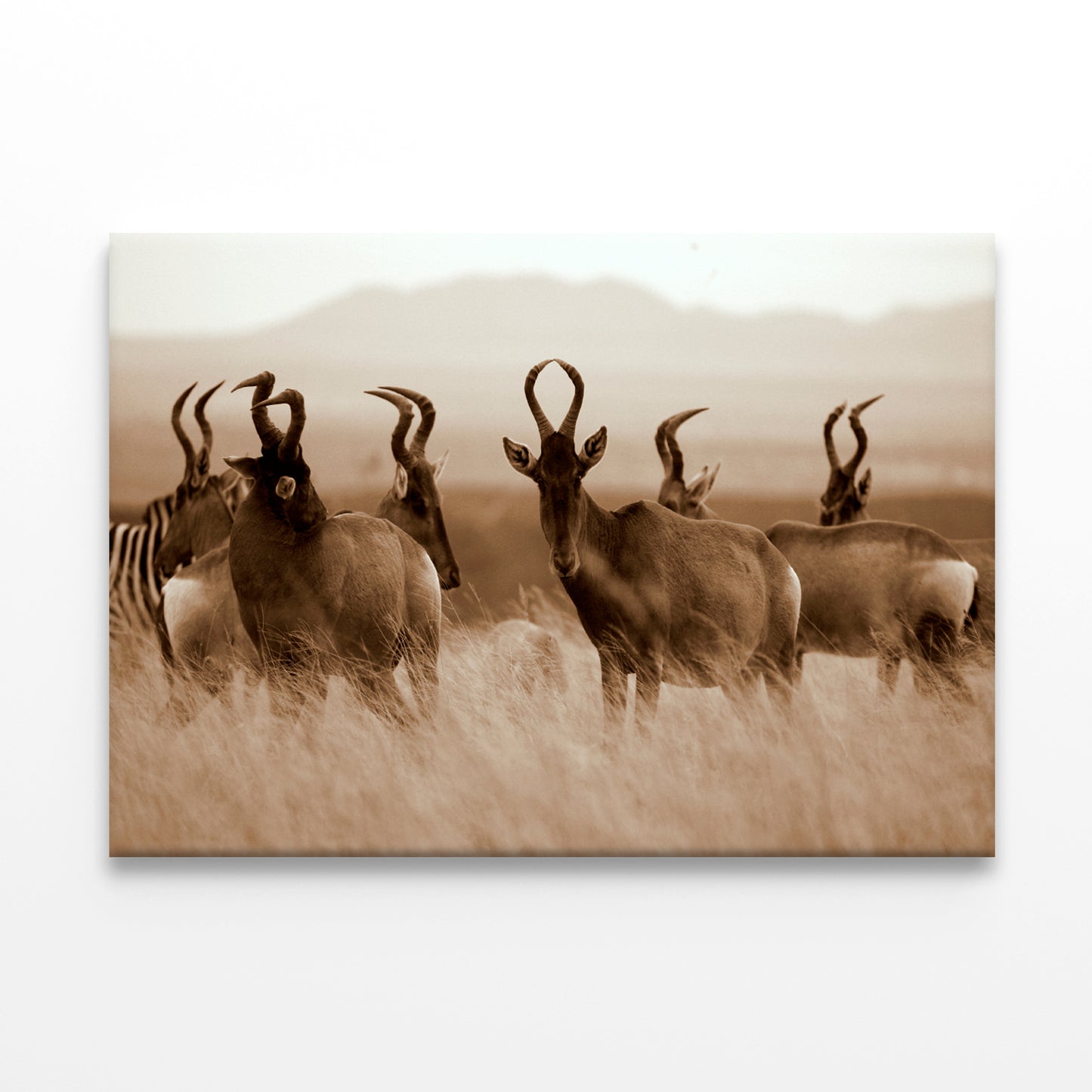 Monochrome Portrait of Hartebeest Wall Art Decor 100% Australian Made - Bella Home Decor