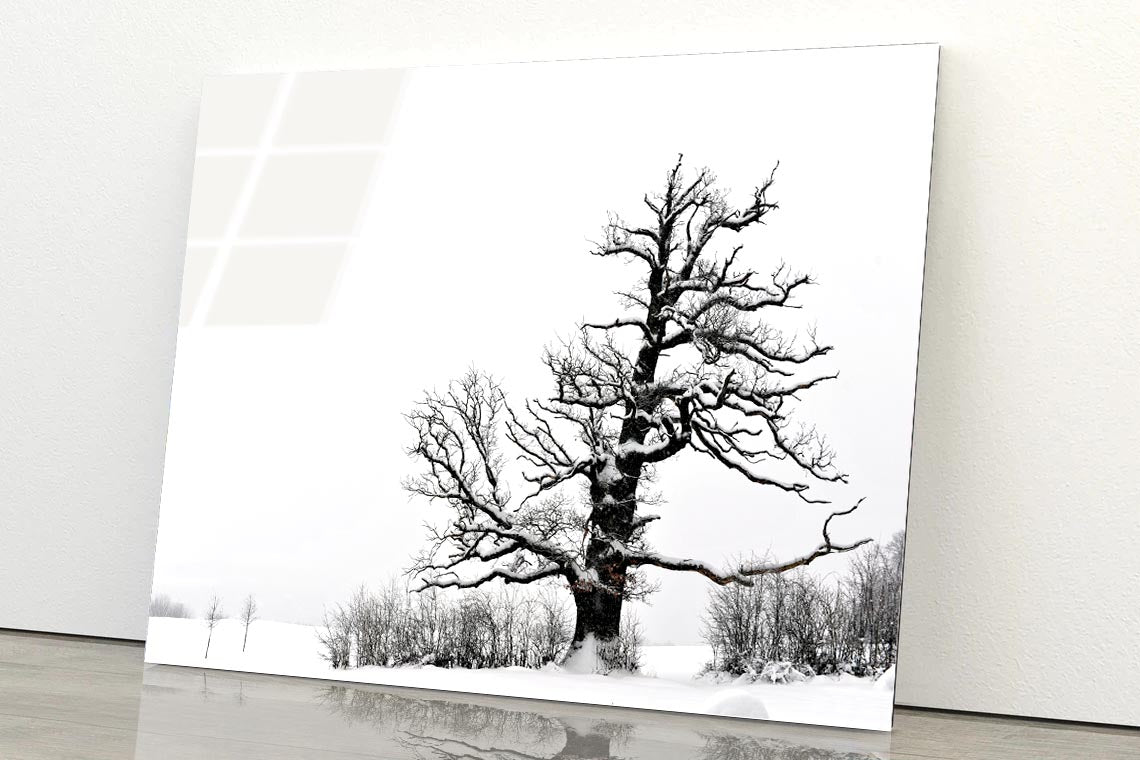 Oak Tree Winter Acrylic Glass Print Tempered Glass Wall Art 100% Made in Australia Ready to Hang