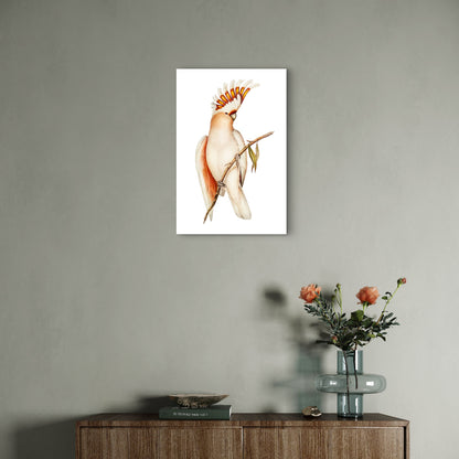Illustration of a Pink Cockatoo Perched on a Branch 60x90cm Metal Print Ready to Hang