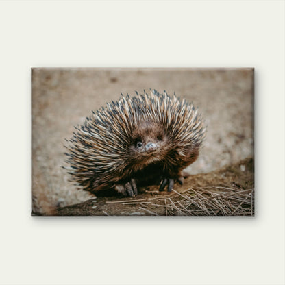 Echidna Australia Wild Bush Wall Art Decor 100% Australian Made