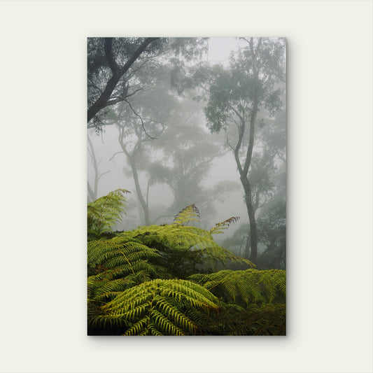 Dandenong Ranges Misty Fern Forest Australia 40x60cm Metal Print Ready to Hang