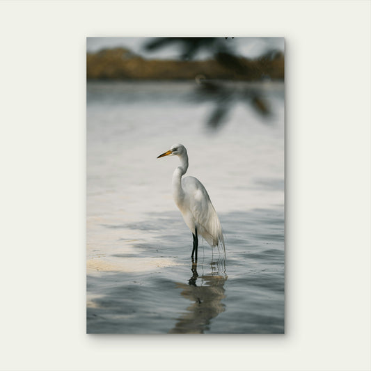 Great Egret Wading Bird 40x60cm Metal Print Ready to Hang