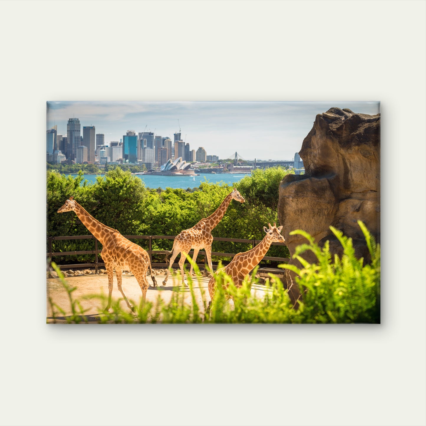 Giraffes in Taronga Zoo, Sydney, New South Wales (NSW), Australia Canvas Print Wall Art Decor 100% Australian Made
