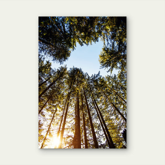 Sunburst Forest Canopy Tree Tops View 40x60cm Metal Print Ready to Hang