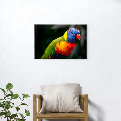 Outstanding Wild Rainbow Lorikeet Crucial Ecological Avian Species Australia  Wall Art Decor 100% Australian Made