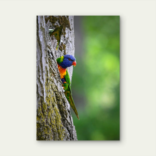 Australian Rainbow Lorikeet Bird Wildlife 40x60cm Metal Print Ready to Hang