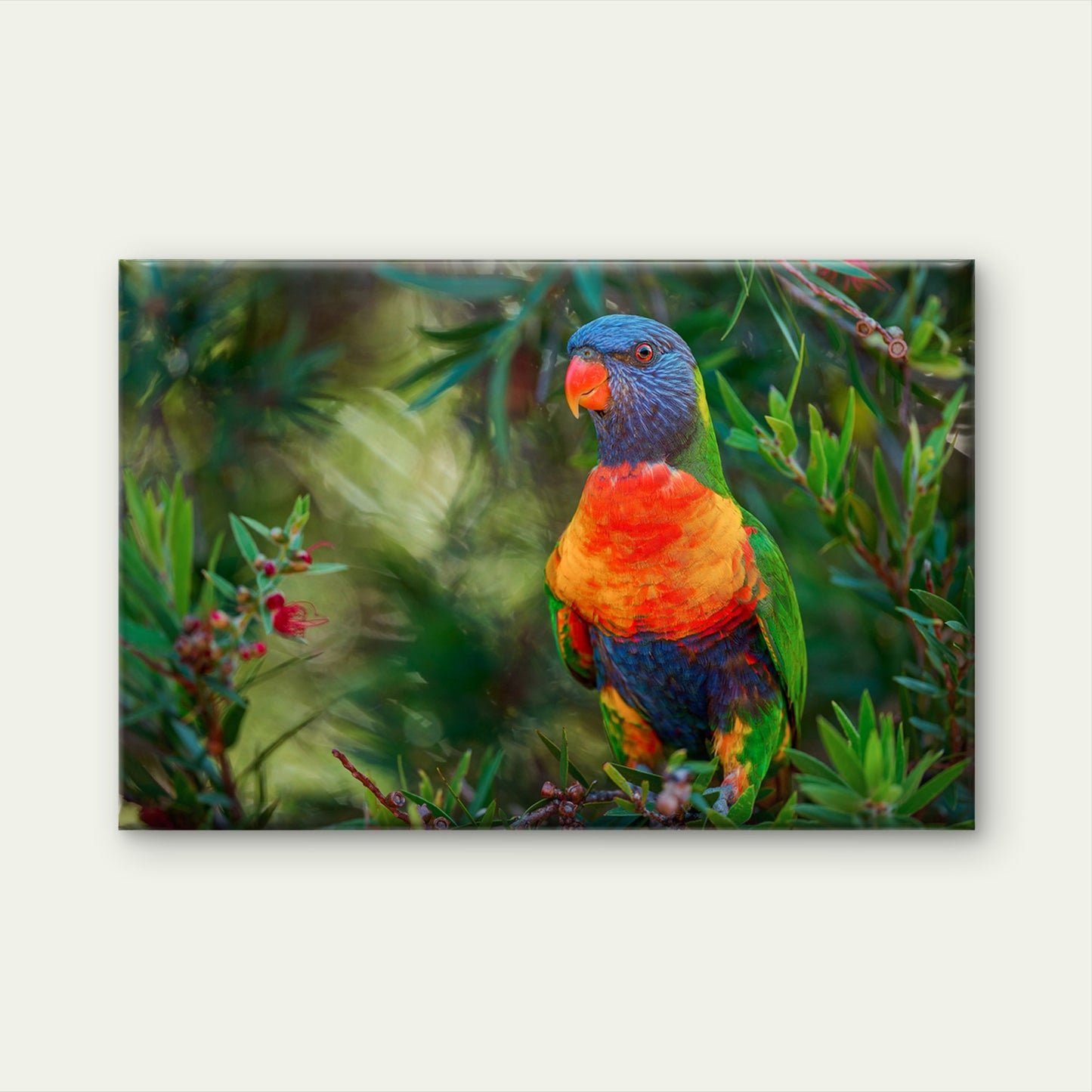Vital Native Rainbow Lorikeet Pollinator Feeding Wild Bush Australia  Wall Art Decor 100% Australian Made