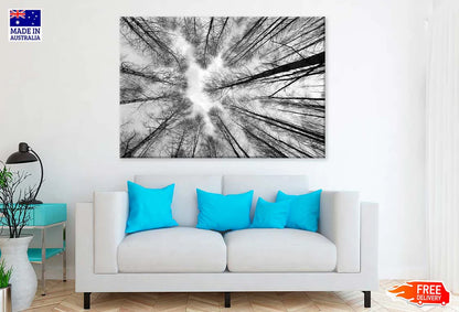 Large Leafless Trees B&W Below View Photograph 90x60cm Print 100% Australian Made