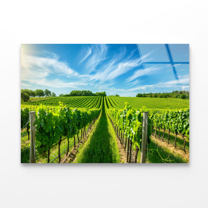Rows of Green Plants with Sky Acrylic Glass Print Tempered Glass Wall Art 100% Made in Australia Ready to Hang - Bella Home Decor
