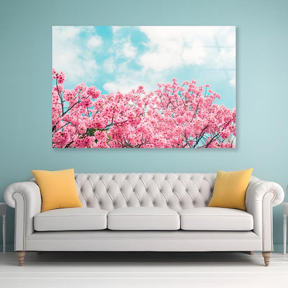 Kawazu Cherry Blossoms Tree & Sky View Acrylic Glass Print Tempered Glass Wall Art 100% Made in Australia Ready to Hang - Bella Home Decor