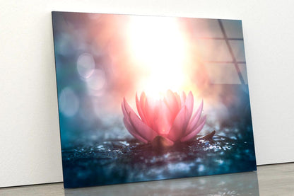 Pink Flower & Sunlight View Acrylic Glass Print Tempered Glass Wall Art 100% Made in Australia Ready to Hang