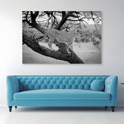 View of Cheetah Stands in Tree in Grassland Acrylic Glass Print Tempered Glass Wall Art 100% Made in Australia Ready to Hang