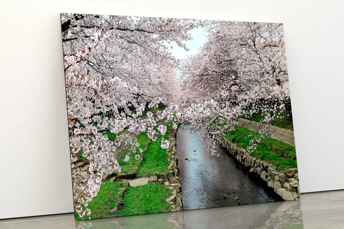 Pink Cherry Blossom Trees Acrylic Glass Print Tempered Glass Wall Art 100% Made in Australia Ready to Hang