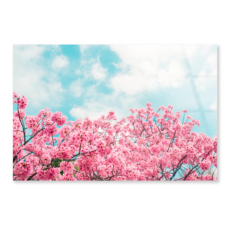 Kawazu Cherry Blossoms Tree & Sky View Acrylic Glass Print Tempered Glass Wall Art 100% Made in Australia Ready to Hang - Bella Home Decor