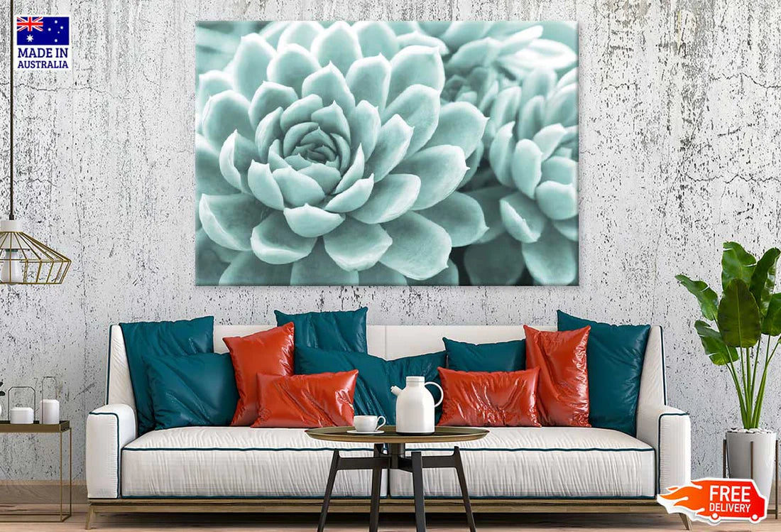 Succulent Flower Closeup View Photograph 90x60cm Print 100% Australian Made