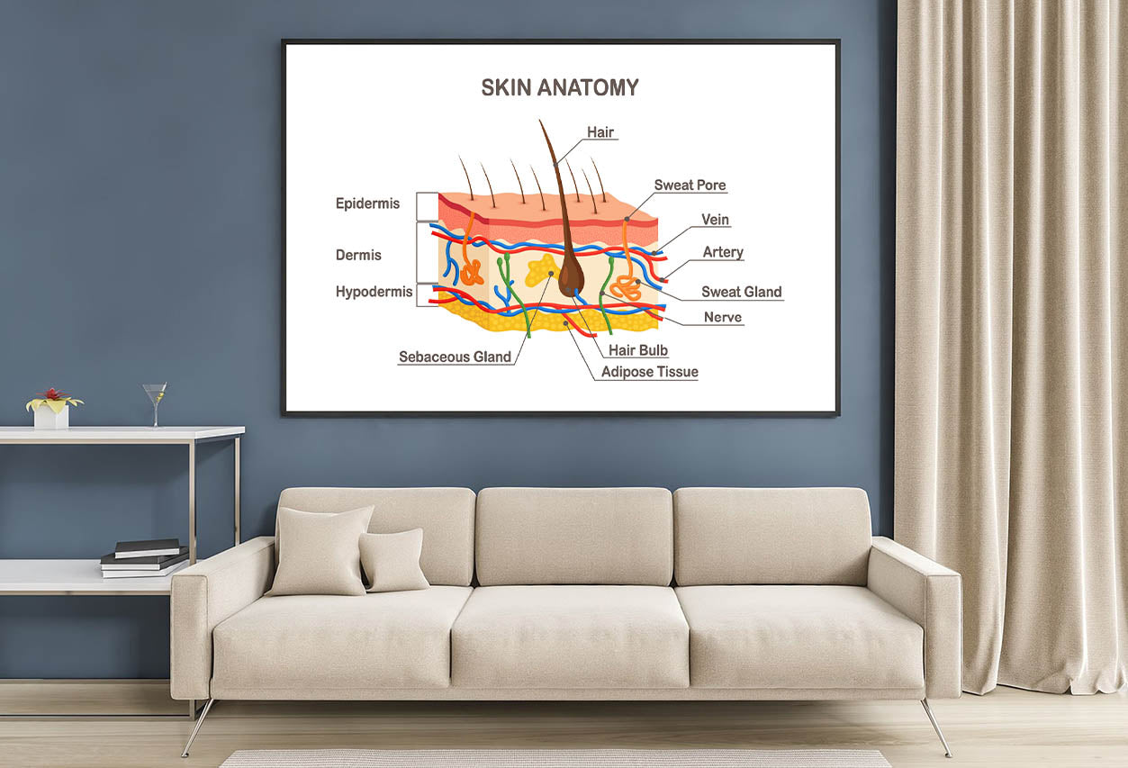 Human Skin Anatomy Home Decor Premium Quality Poster Print Choose Your Sizes