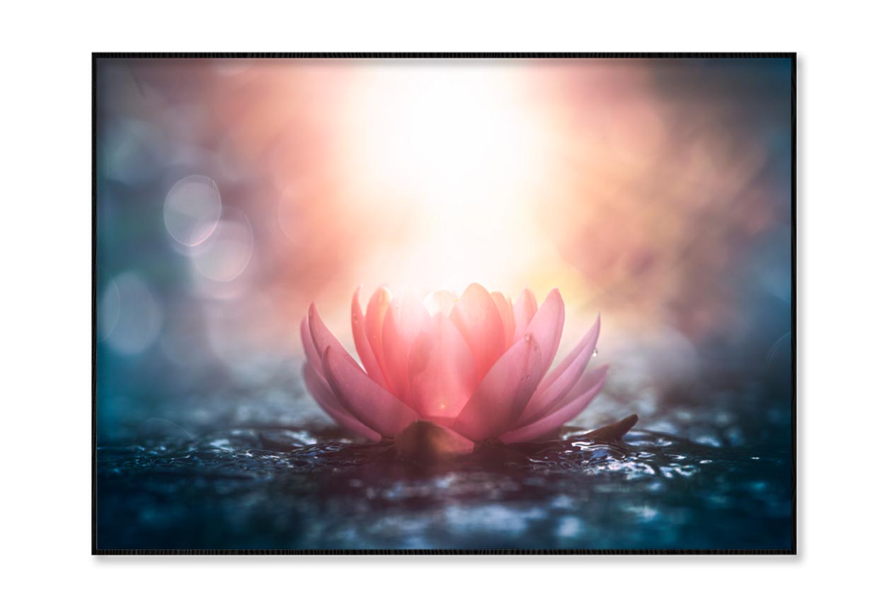 Pink Flower Sitting on Top of a Wet Ground Home Decor Premium Quality Poster Print Choose Your Sizes