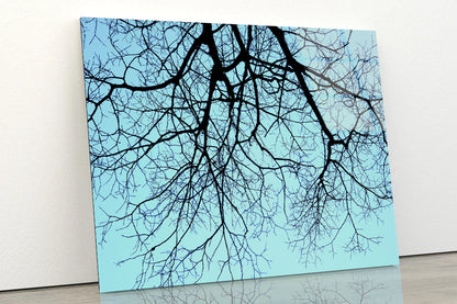 Branches of a Tree against the Sky in winter Acrylic Glass Print Tempered Glass Wall Art 100% Made in Australia Ready to Hang