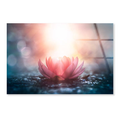 Pink Flower & Sunlight View Acrylic Glass Print Tempered Glass Wall Art 100% Made in Australia Ready to Hang