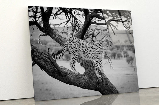 View of Cheetah Stands in Tree in Grassland Acrylic Glass Print Tempered Glass Wall Art 100% Made in Australia Ready to Hang