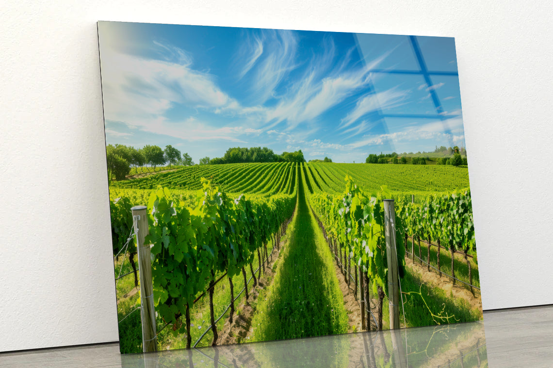 Rows of Green Plants with Sky Acrylic Glass Print Tempered Glass Wall Art 100% Made in Australia Ready to Hang - Bella Home Decor