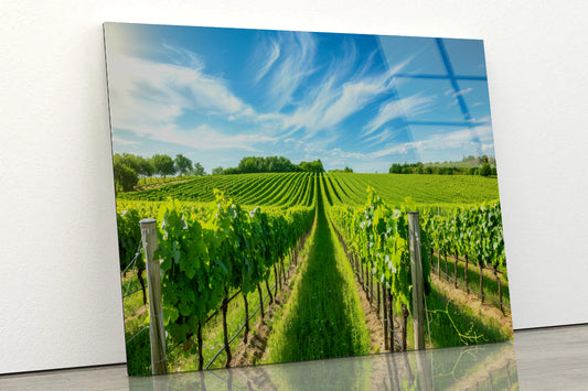 Rows of Green Plants with Sky Acrylic Glass Print Tempered Glass Wall Art 100% Made in Australia Ready to Hang - Bella Home Decor