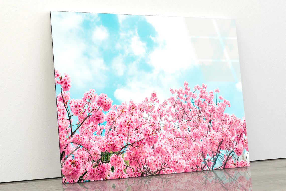 Kawazu Cherry Blossoms Tree & Sky View Acrylic Glass Print Tempered Glass Wall Art 100% Made in Australia Ready to Hang - Bella Home Decor