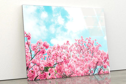 Kawazu Cherry Blossoms Tree & Sky View Acrylic Glass Print Tempered Glass Wall Art 100% Made in Australia Ready to Hang - Bella Home Decor