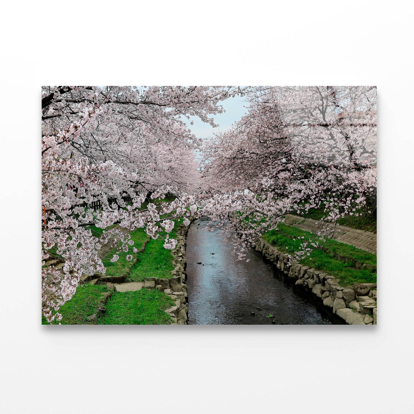 Pink Cherry Blossom Trees Acrylic Glass Print Tempered Glass Wall Art 100% Made in Australia Ready to Hang