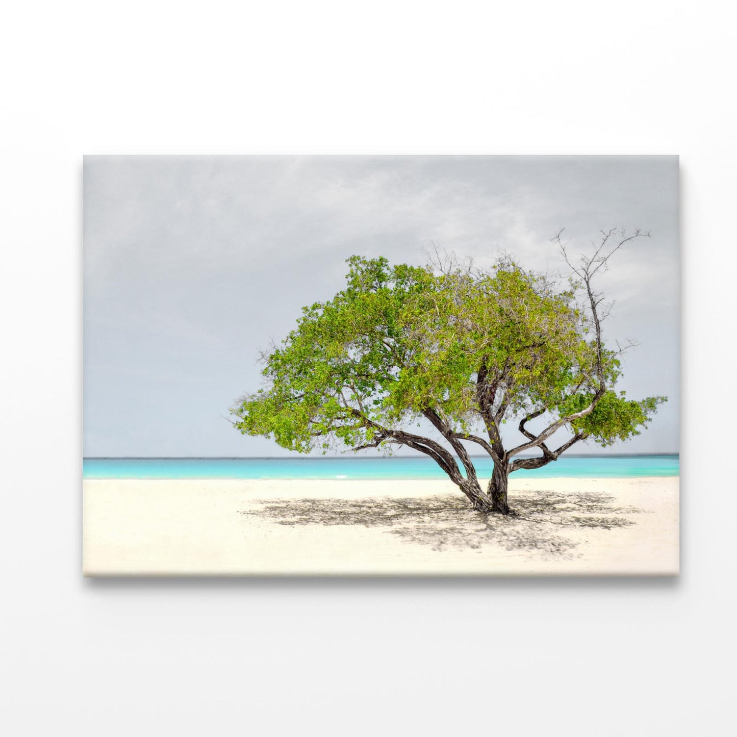 Tree In Beach Acrylic Glass Print Tempered Glass Wall Art 100% Made in Australia Ready to Hang