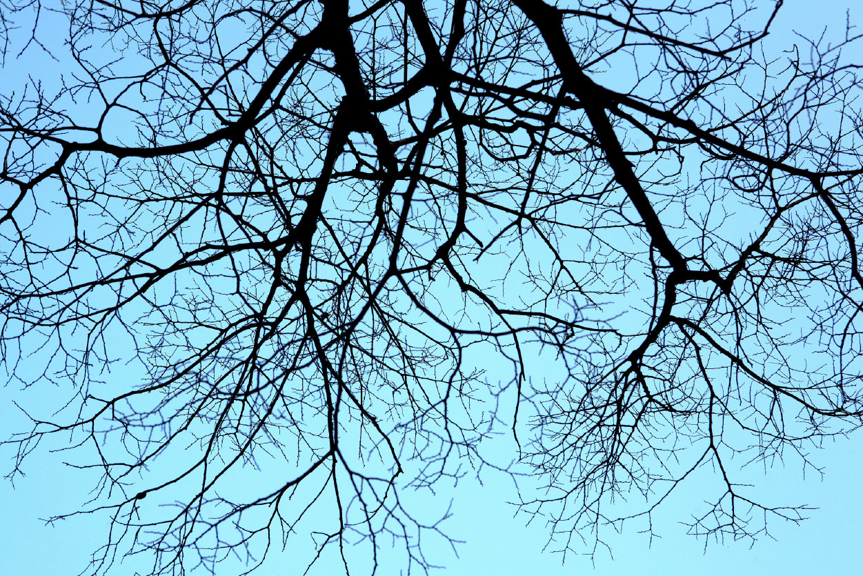 Branches of a Tree against the Sky in winter Home Decor Premium Quality Poster Print Choose Your Sizes - Bella Home Decor