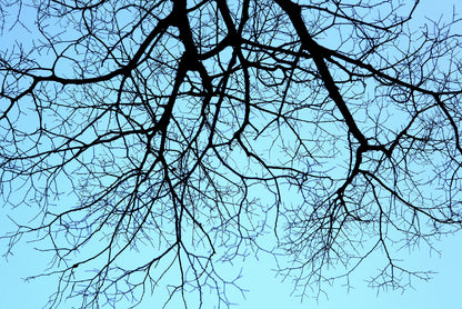 Branches of a Tree against the Sky in winter Home Decor Premium Quality Poster Print Choose Your Sizes - Bella Home Decor