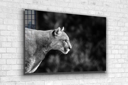 Cougar B&W Side View UV Direct Aluminum Print Australian Made Quality