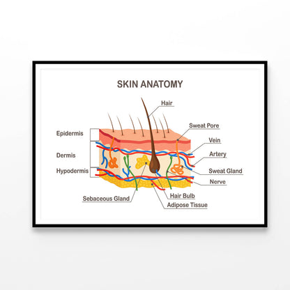 Human Skin Anatomy Home Decor Premium Quality Poster Print Choose Your Sizes