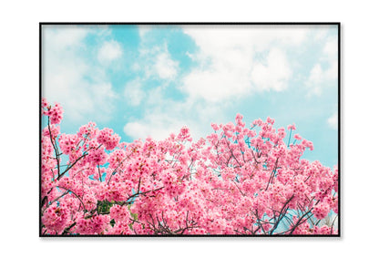 Kawazu Cherry Blossoms Tree & Sky View Home Decor Premium Quality Poster Print Choose Your Sizes