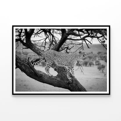 View of Cheetah Stands in Tree in Grassland Home Decor Premium Quality Poster Print Choose Your Sizes