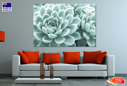 Succulent Flower Closeup View Photograph 90x60cm Print 100% Australian Made