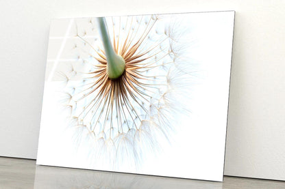 Dandelion With Seeds Blowing in The Wind Acrylic Glass Print Tempered Glass Wall Art 100% Made in Australia Ready to Hang