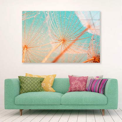 Dandelion Seed with Water Drops Acrylic Glass Print Tempered Glass Wall Art 100% Made in Australia Ready to Hang