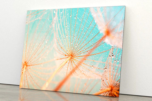 Dandelion Seed with Water Drops Acrylic Glass Print Tempered Glass Wall Art 100% Made in Australia Ready to Hang