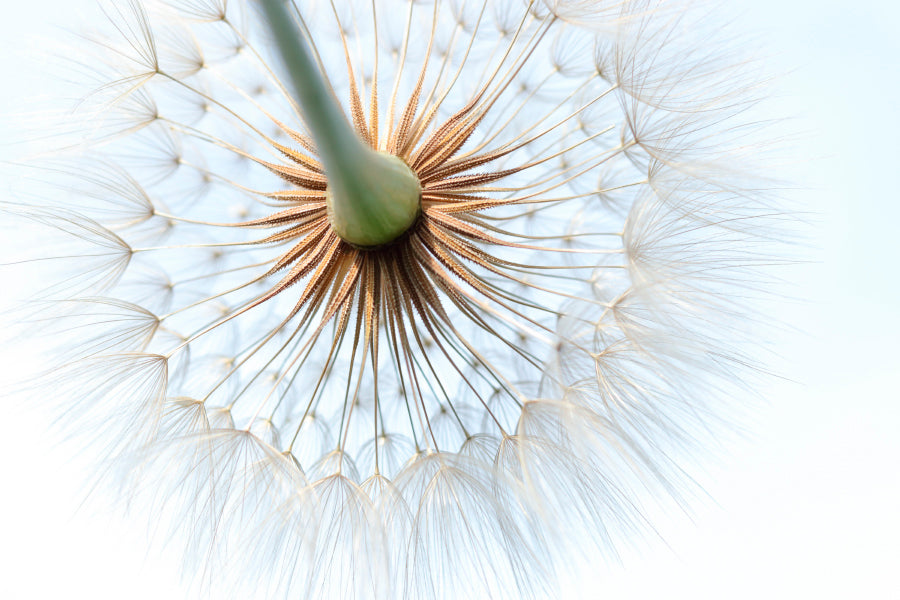 Dandelion With Seeds Blowing in The Wind Acrylic Glass Print Tempered Glass Wall Art 100% Made in Australia Ready to Hang