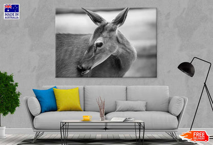 Deer Face B&W View Photograph 90x60cm Print 100% Australian Made - Bella Home Decor