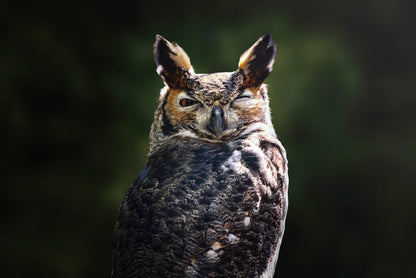 South American Great Horned Owl Close up View Home Decor Premium Quality Poster Print Choose Your Sizes - Bella Home Decor