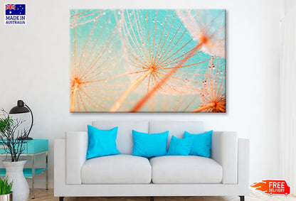 Dandelion Seed with Water Drops  Wall Art Decor 100% Australian Made