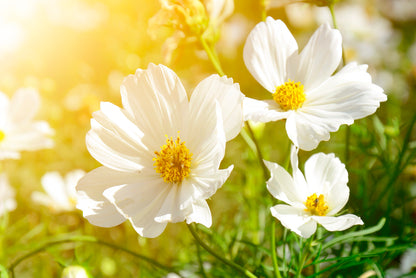 White Flowers Close-Up View In Garden Home Decor Premium Quality Poster Print Choose Your Sizes